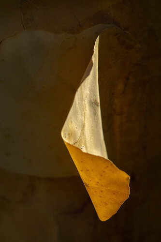 Tree bark c-.jpg