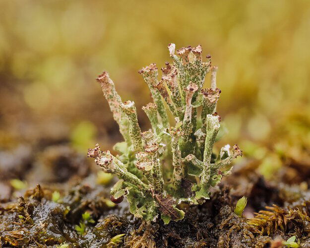 Felt horn lichen