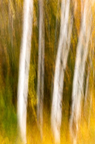 Northern Woods Birch in Autumn