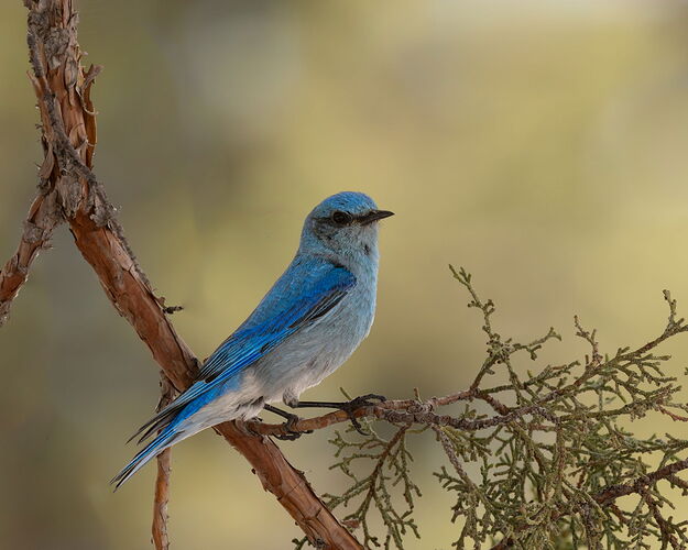 Mountain Bluebird-2-NPN