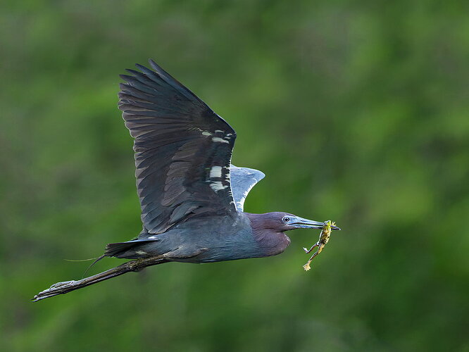 Little Blue Heron 15.jpg