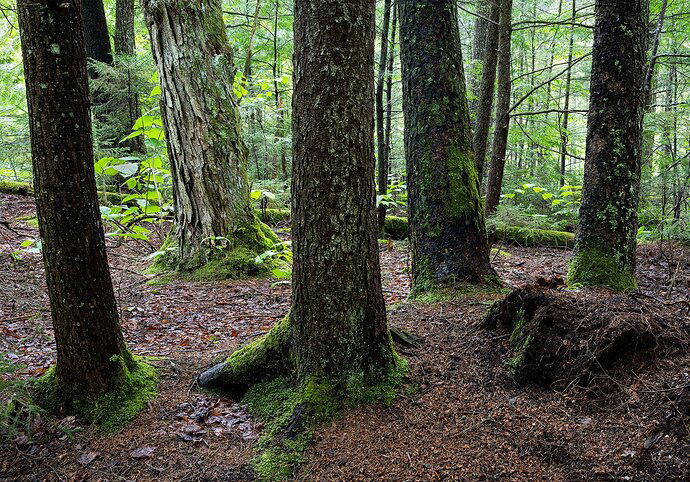 White Mountains woodland stack copy.jpg