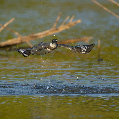 Belted Kingfisher 93.jpg