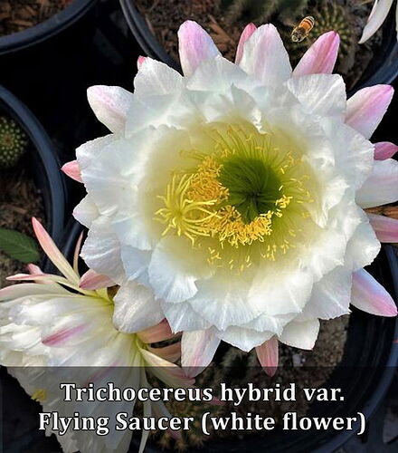 Flying Saucer - White Flower - Cactus