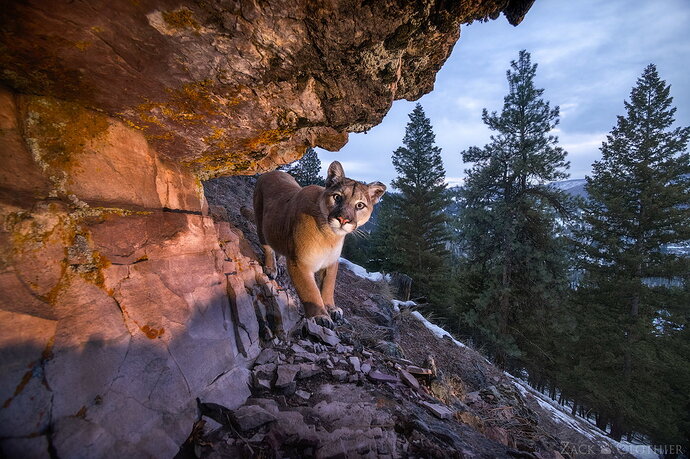 Original - Mountain King-Copyright Zack Clothier.jpg