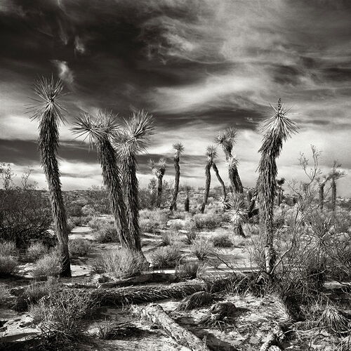 Joshua Trees, Indian Summer Sky