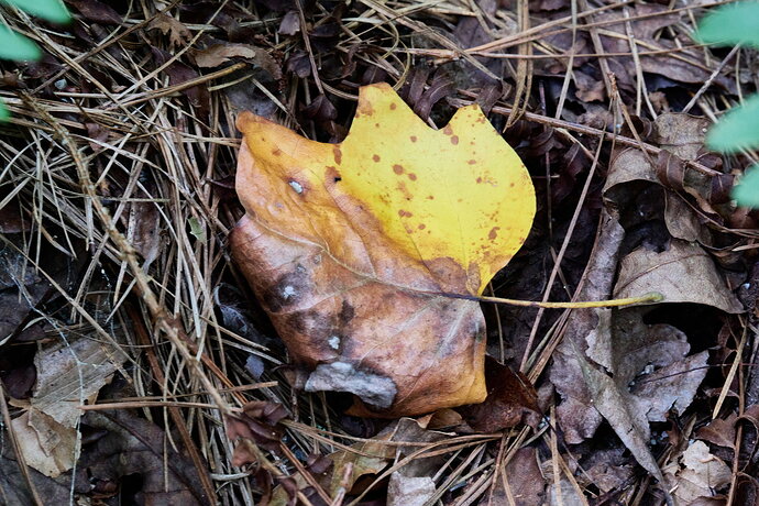 Revision 1 - 10-3-2026 Autum Leaf.jpg