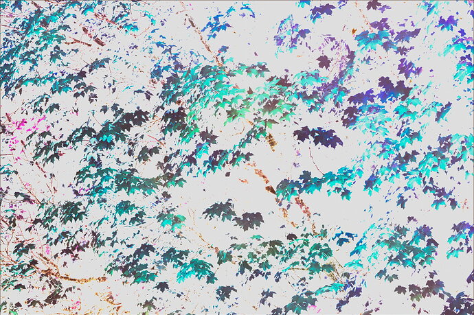 Original - -20261004-7R509533-fall leaves-Edit.jpg