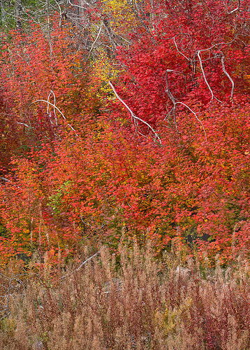 20241011-20241011 Wandering Along b
