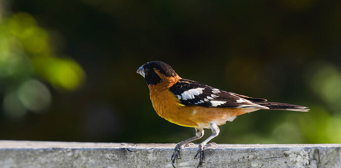 Black headed Grosbeak