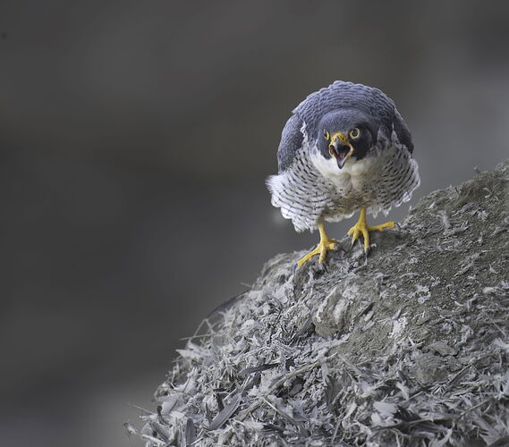 Peregrin 4abc-DxO_DeepPRIME XD2s-Edit copy.jpg