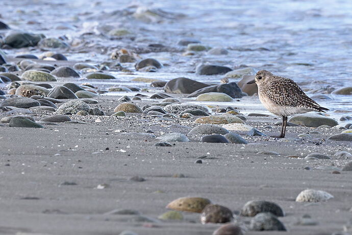 Black-bellied Plover-NPN2