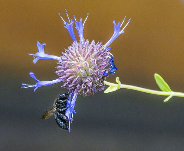BEEFLWR.jpg
