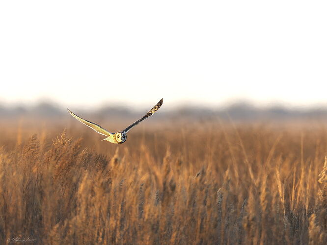 20251219-_AWD0511-Edit-Edit-2-Edit-Edit