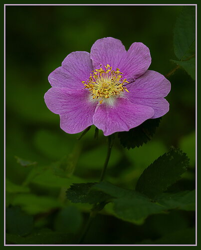Wild Rose-NPN.jpg