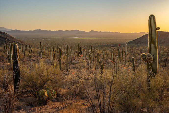 Infinite Saguaros