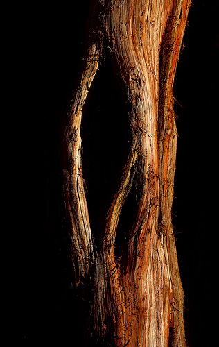 Haunted Cypress.jpg