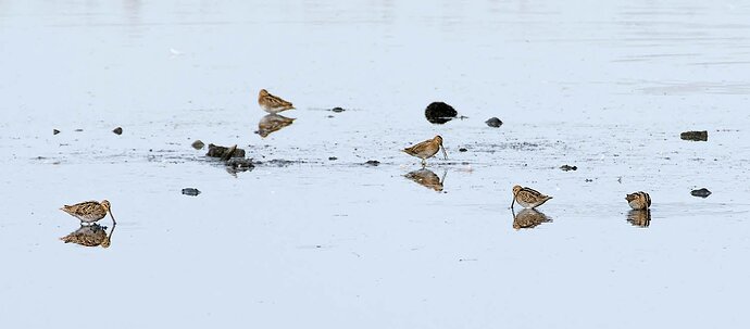 watersnippen_IMGP3595