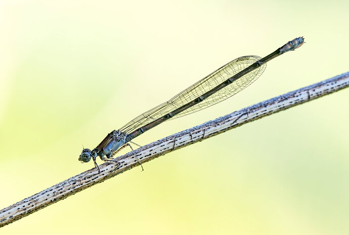 Eastern Forktail