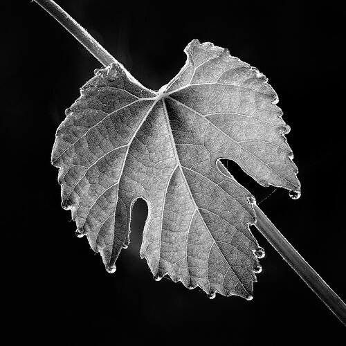 2025-05-13-08.34.31 ZS PMax-Edit-Edit-Edit