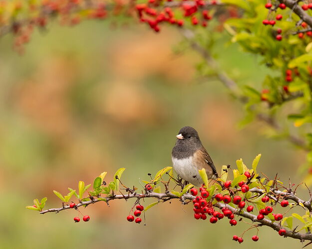 Dark-eyed Junco_NPN.jpg