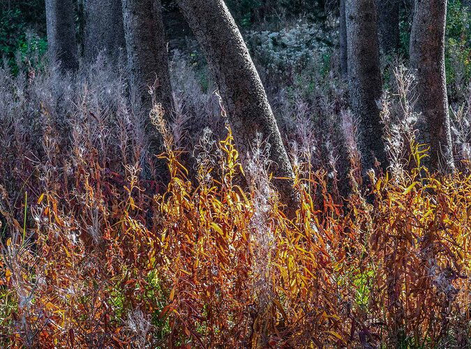 Less-Blue-Fireweed