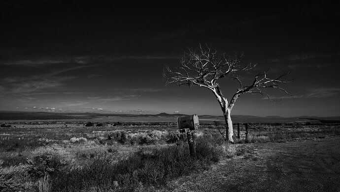 Tree and Mailbox