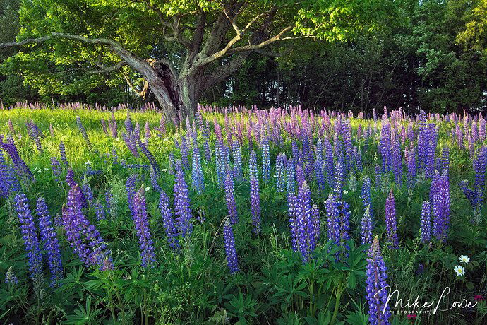 Parking Lot Landscape #5