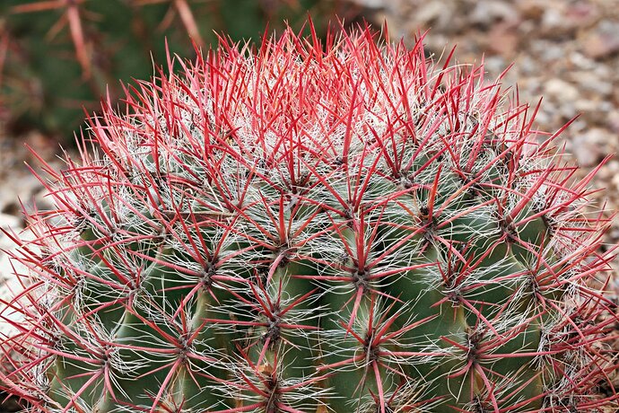 Cactus Dome