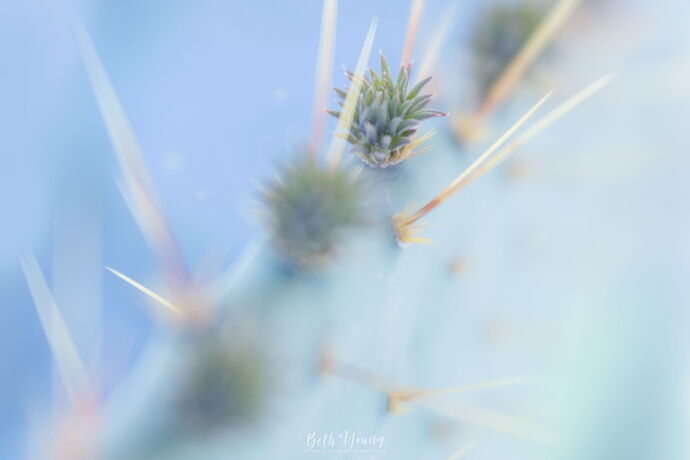 Mojave Cactus Abstract.jpg
