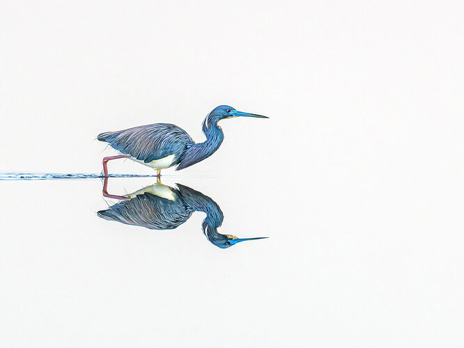 dcampbell-tricolored-heron-hunting-merritt-island-2026-social.jpg
