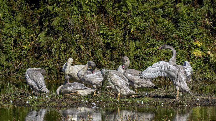 Preening Time at the Swan Pond