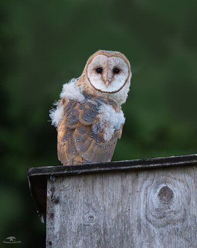 -20230627-_A1_6559-Barn Owlet-Enhanced-NR-Edit-Edit-2.jpg