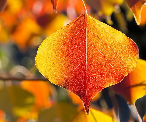 Autumn Leaf.jpg