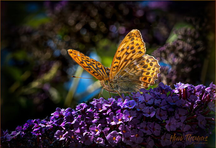 Original - fruitillary 20260720-DSC05106-Edit.jpg