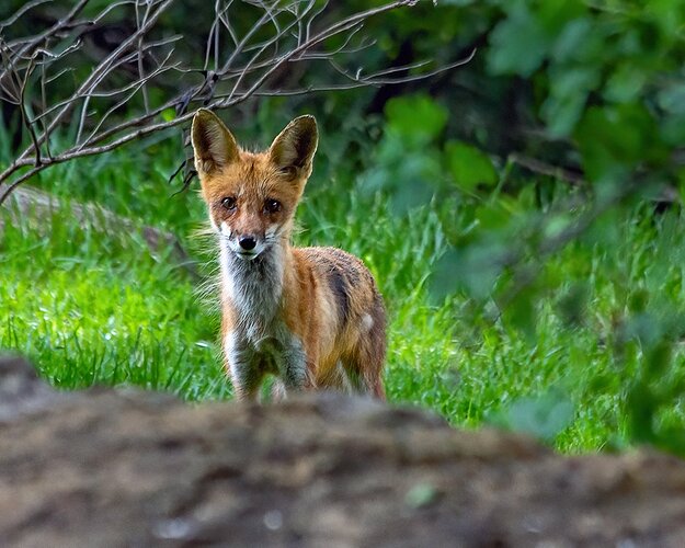 _MG_8973-DeNoiseAI-clear-1