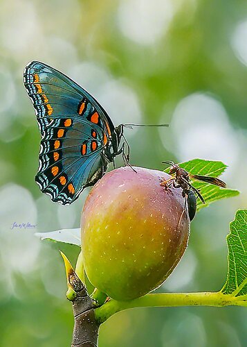 BJ7A8157-Edit copy-1