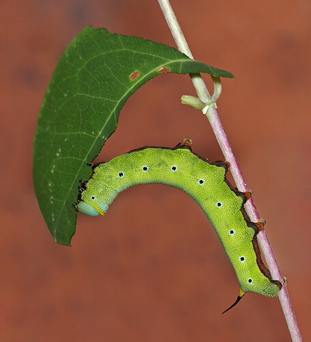 Original - Hummingbird Moth Caterpillar 9.jpg
