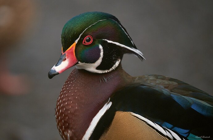 Wood Duck Portrait