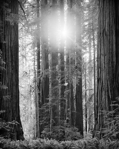 SanctuaryofGiants_JedediahSmithRedwoods_CA_JUL2025_IP.jpg