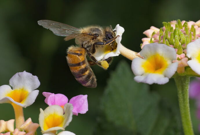 bees-house-_K4A2561 copy1