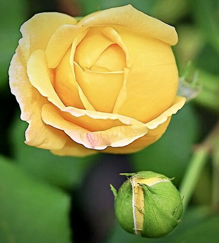 Yellow Rose & Buddy.jpeg