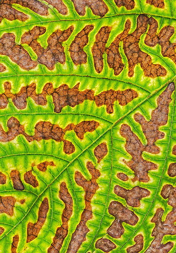 Leafage2.jpg