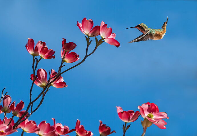 DOGWOOD.jpg