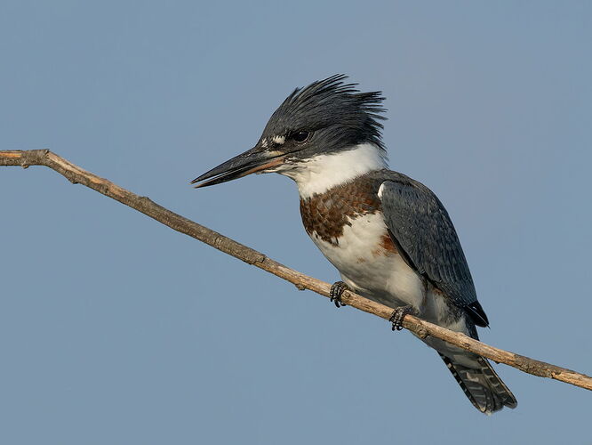 Belted Kingfisher 68.jpg