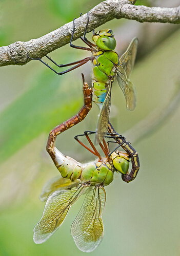 Original - Oriental Dragonflies Do It.jpg