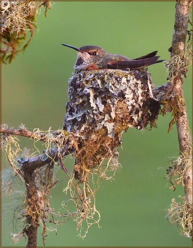 -20250424-_SA16011-Hummingbird nest-DxO_DeepPRIME 3-Edit.jpg