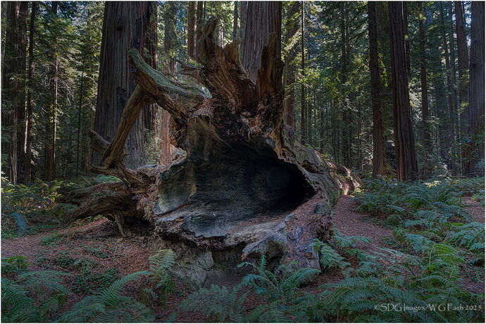 _Mighty-Fallen-DSC9567_LuminarNeo-editA7r3-25.jpg