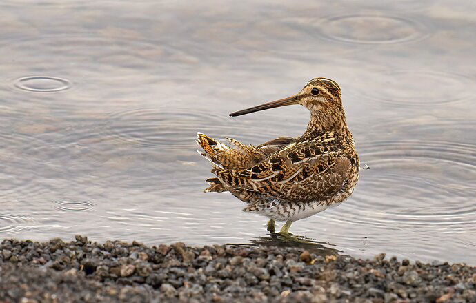 Common snipe with midge.