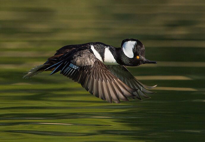 Hoodie in flight